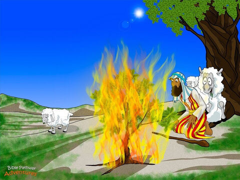 Um dia, perto de um monte chamado Sinai, Moisés percebeu um arbusto que estava em chamas mas não se queimava. “Isso é muito estranho,” falou Moisés. “Melhor olhar mais de perto.” Para sua surpresa, Deus falou com ele de dentro do arbusto.<br/>“Moisés, não chegue mais perto. Você está pisando em solo sagrado. Eu sou o Deus de Abraão, Isaque e Jacó.” Os joelhos de Moisés começaram a tremer. Ele arrancou suas sandálias e cobriu o rosto com as mãos.<br/>“Moisés, eu vi como meu povo está sendo maltratado no Egito,” disse Deus. “Eu quero que você vá para o Faraó e diga a ele para libertar meu povo.”<br/>Moisés não tinha certeza se gostava muito dessa ideia. “Por que você está enviando a mim?” ele perguntou, olhando para o arbusto por entre seus dedos. “Eu sou um ninguém e um homem procurado. O Faraó não vai acreditar em nada que eu disser!” – Slide número 8
