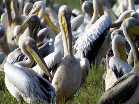 Bando de pelicanos.<br/>Os pelicanos brancos e os pelicanos dálmatas são frequentemente vistos nas Águas de Merom e no Mar da Galileia. O pelicano está listado entre os pássaros impuros (Levítico 11:18, Deuteronômio 14:17). Ele tem tamanho enorme,  com cerca de 2m de comprimento, com asas que se esticam mais de 4m.<br/>Crédito da foto: National Photo Collection of Israel. – Slide número 9