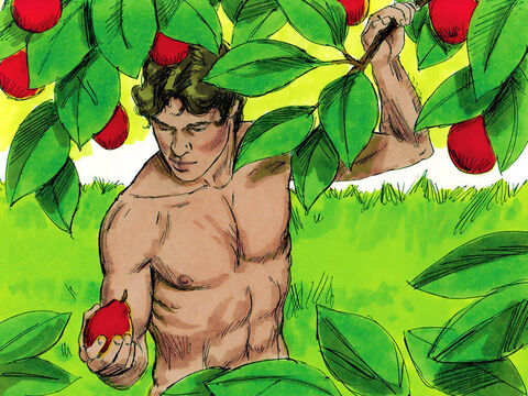 Adão podia comer qualquer fruta que crescia no jardim. – Slide número 14