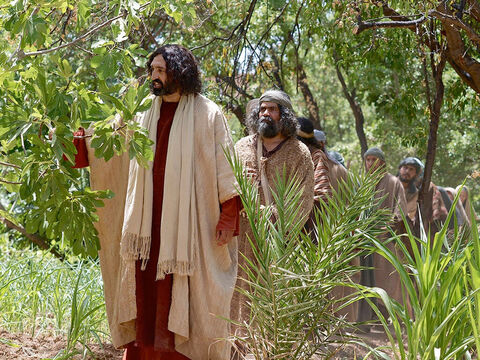 No dia seguinte, quando estavam saindo de Betânia, Jesus teve fome. Ao ver ao longe uma figueira com folhas, Ele foi procurar se nela havia frutos. – Slide número 1