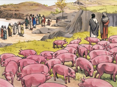 A certa distância deles estava pastando uma grande manada de porcos.  – Slide número 4