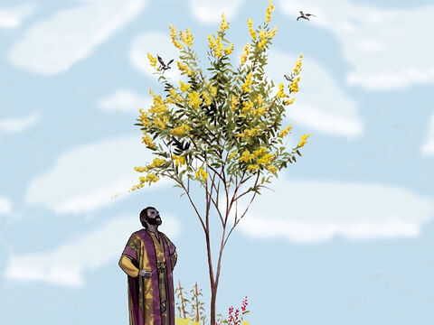 “Embora seja a menor dentre todas as sementes, quando cresce torna-se a maior das hortaliças e se transforma numa árvore, de modo que as aves do céu vêm fazer os seus ninhos em seus ramos”. – Slide número 10