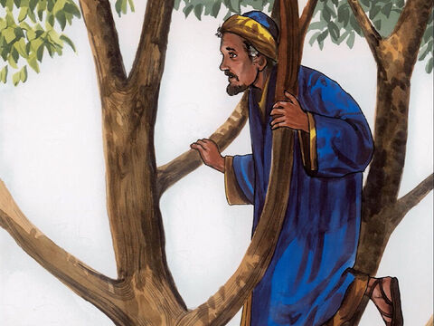 Assim, correu adiante e subiu numa figueira brava para vê-lo, pois Jesus ia passar por ali. – Slide número 4