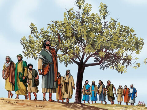 No dia seguinte, quando estavam saindo de Betânia, Jesus teve fome.  Vendo à distância uma figueira com folhas, foi ver se encontraria nela algum fruto. – Slide número 1