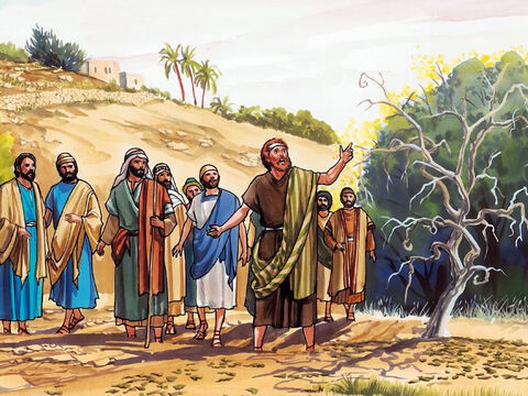 De manhã, ao passarem, viram a figueira seca desde as raízes. Pedro, lembrando-se, disse a Jesus: “Mestre! Vê! A figueira que amaldiçoaste secou!” – Slide número 8