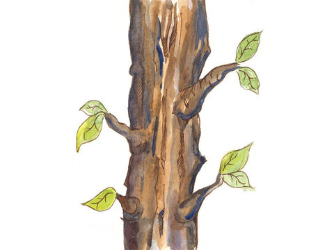 Ele olhou para frente e viu uma grande árvore de Sicômoro. Então ele decidiu escalar a árvore de modo que ele pudesse ver a Jesus. – Slide número 6