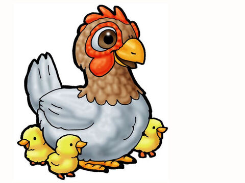 Animal na manjedoura - galinha e pintinhos. – Slide número 27