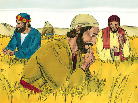 Era o dia de descanso do sábado. Jesus e Seus discípulos estavam viajando através de alguns campos de grãos. Os discípulos estavam com fome e começaram a colher algumas espigas, a esfregá-las nas mãos e a comer os grãos. – Slide número 1