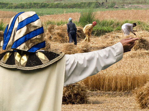 Assim como José havia predito, houve sete anos de colheitas fartas no Egito. Durante esses anos, José requisitou ao governo uma porção de toda a safra cultivada. – Slide número 1