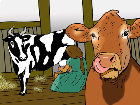 Noé e sua família tinham muito trabalho para fazer cuidando de todos os animais. As vacas precisavam ser ordenhadas para que Noé e sua família tivessem leite. – Slide número 25