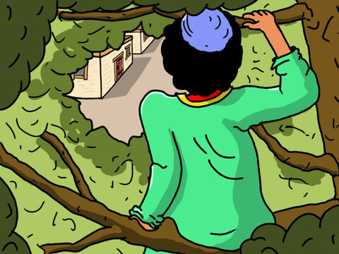 Agora Zaqueu tinha uma boa visão enquanto sentava no alto da árvore. Como ele esperava que Jesus se aproximasse para que ele pudesse vê-lo! – Slide número 24