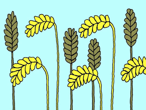 – Quando as sementes inúteis e o bom trigo estiverem totalmente maduros e o trigo pronto para a colheita, será fácil separar o joio do trigo. – Slide número 6