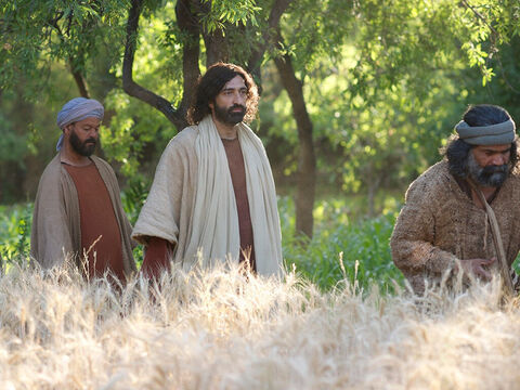Num sábado, Jesus estava passando pelos campos de cereal. – Slide número 2