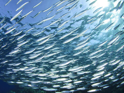 O terceiro tipo de peixe importante é a sardinha ou "peixe pequeno" que tende a se agrupar em grandes cardumes. – Slide número 6