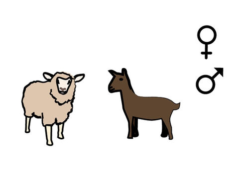 Um cordeiro ou uma cabra também poderiam ser oferecidos. – Slide número 9