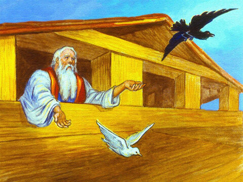 Não muito depois disso, Noé enviou um corvo e uma pomba. – Slide número 40