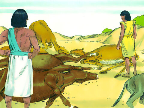 No dia seguinte, o gado dos egípcios morreu. – Slide número 18