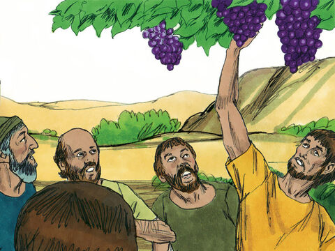 Quando chegaram ao Vale de Escol, cortaram um galho com um único cacho de uvas. – Slide número 10