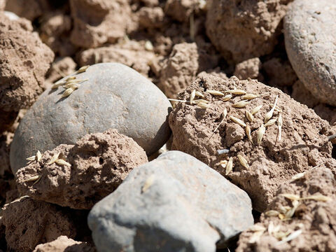 Algumas sementes caíram em solo rochoso onde começaram a crescer, mas não conseguiram criar raízes. – Slide número 4