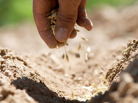 As sementes restantes caíram em bom solo e produziram muitos frutos. – Slide número 7