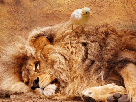 Você pisará o leão e a cobra; pisoteará o leão forte e a serpente.<br/>Crédito da foto: Marett. – Slide número 9