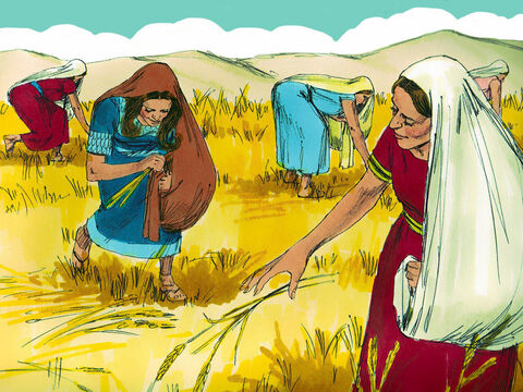 Desse momento em diante, Rute continuou colhendo grãos nos campos pertencentes a Boaz. Ela ficou perto das outras mulheres colhendo grãos, sabendo que ela estaria segura. Ela trabalhou duro na colheita da cevada e depois na colheita do trigo, garantindo que Noemi tivesse alimento suficiente. – Slide número 11
