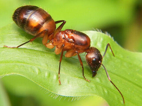 “As formigas, que...<br/>Crédito da foto: Rison Thumboor. – Slide número 2