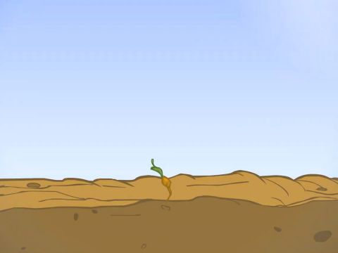 Ainda assim as sementes continuam a brotar e crescer porém, ele não entende como isso acontece. – Slide número 5