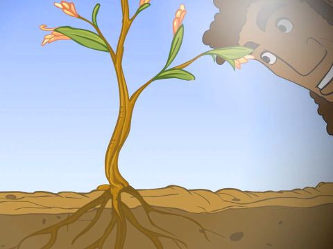 ... e crescer até se tornar plantas que produzem grãos. – Slide número 7